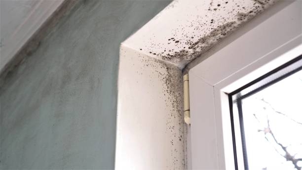 Best Post-Flood Mold Remediation in Pine Prairie, LA