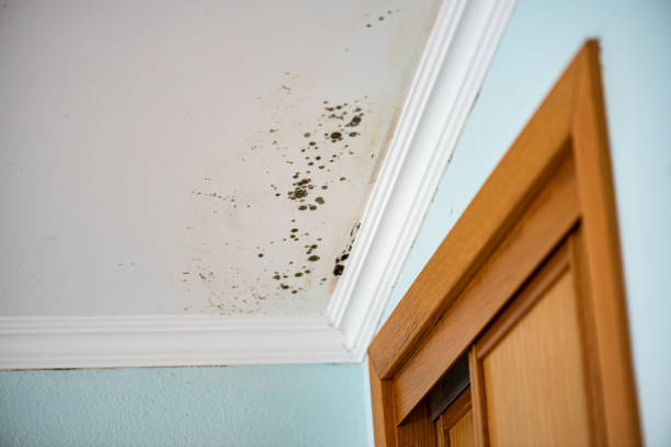Best Mold Remediation for Schools in Pine Prairie, LA