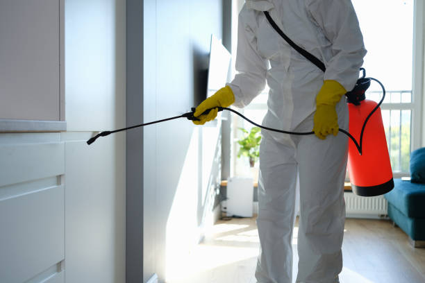Best DIY Mold Remediation Support Services in Pine Prairie, LA